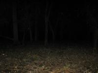 Chicago Ghost Hunters Group investigates Robinson Woods (103).JPG